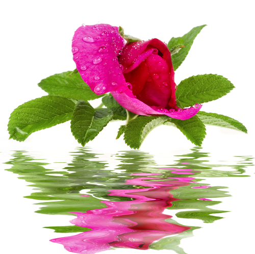 shutterstock_48889756