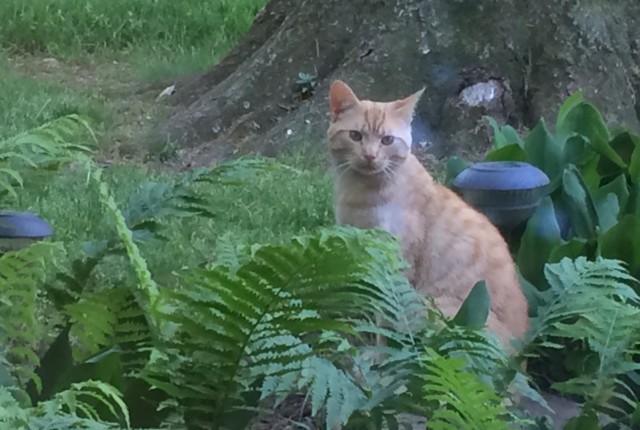 Cats, The First Cat by Harriet Posnak Lesser